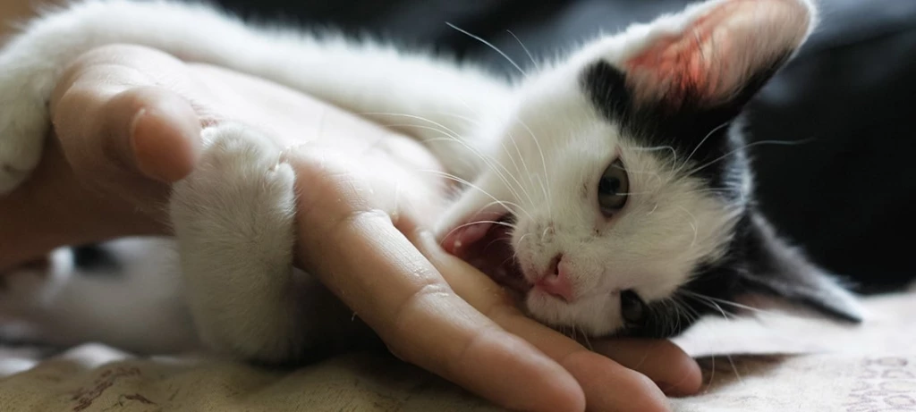 cat bite fingers