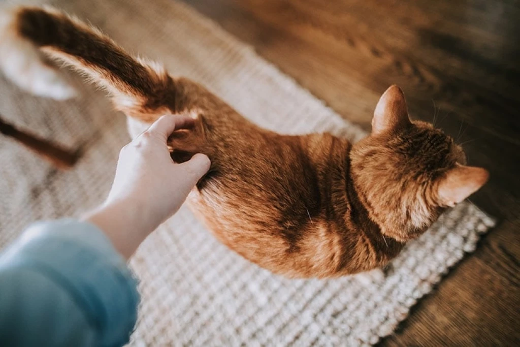 Understanding Your Cat's Love For Butt Pats