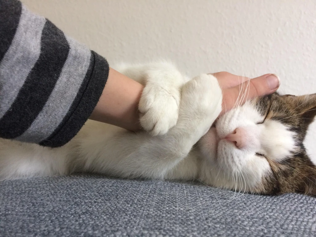 cat hugging arm