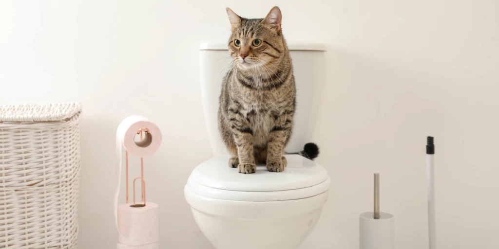 Why Does My Cat Guard Me When I Pee?