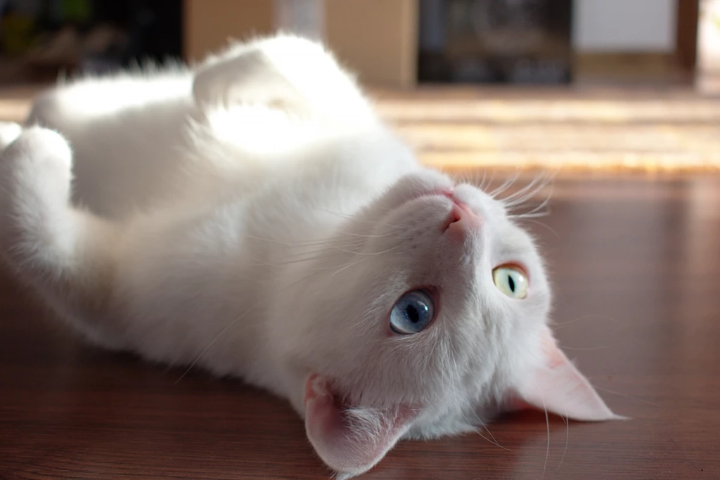 Why Do Cats Lay On Their Backs?