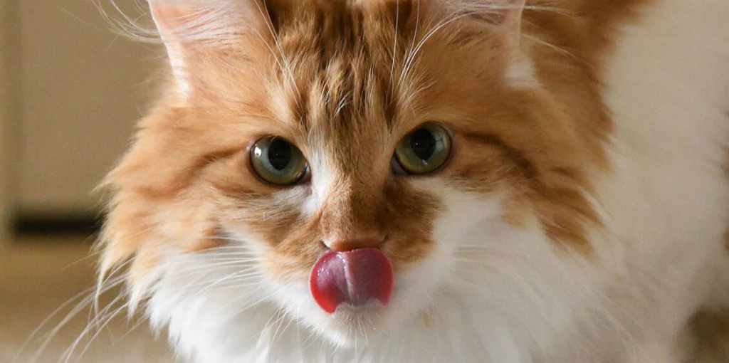 Why Do Cats Lick Their Nose?