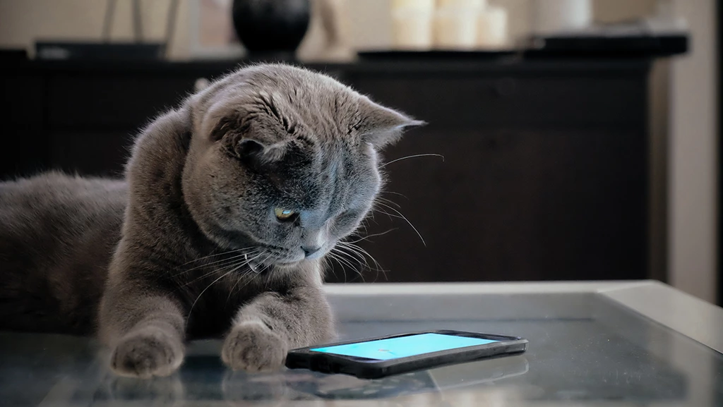 cat look at phone