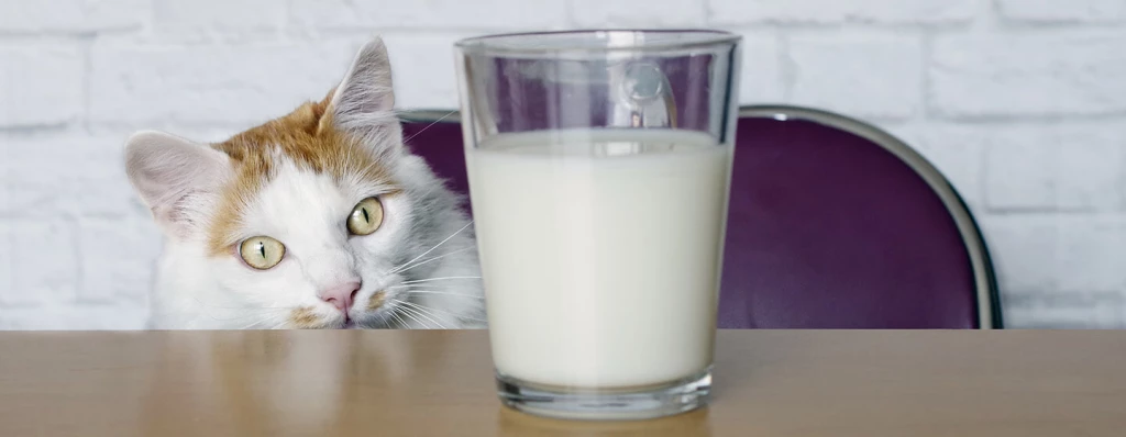 Why Do Cats Like Milk?