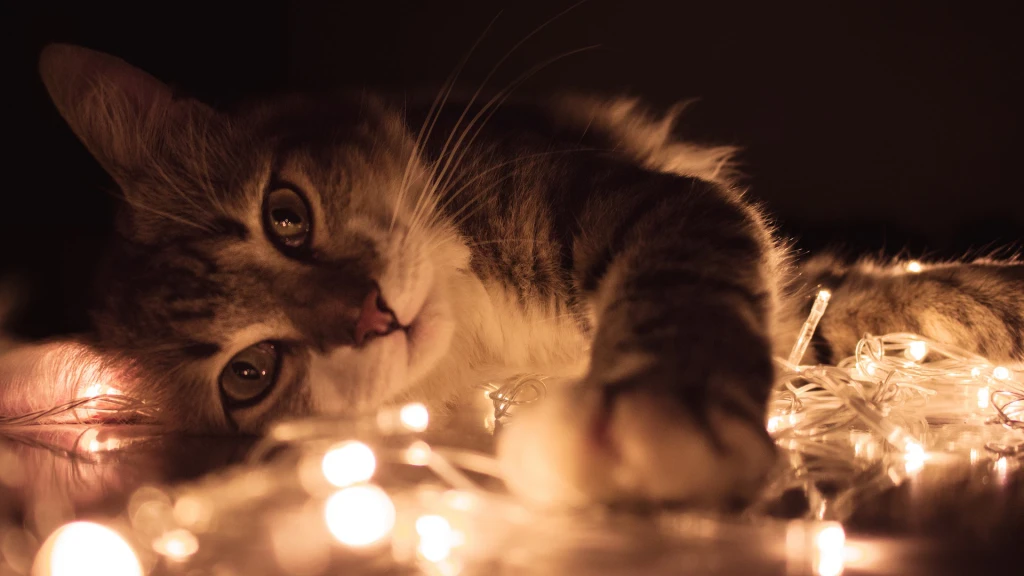 cat lying on string light