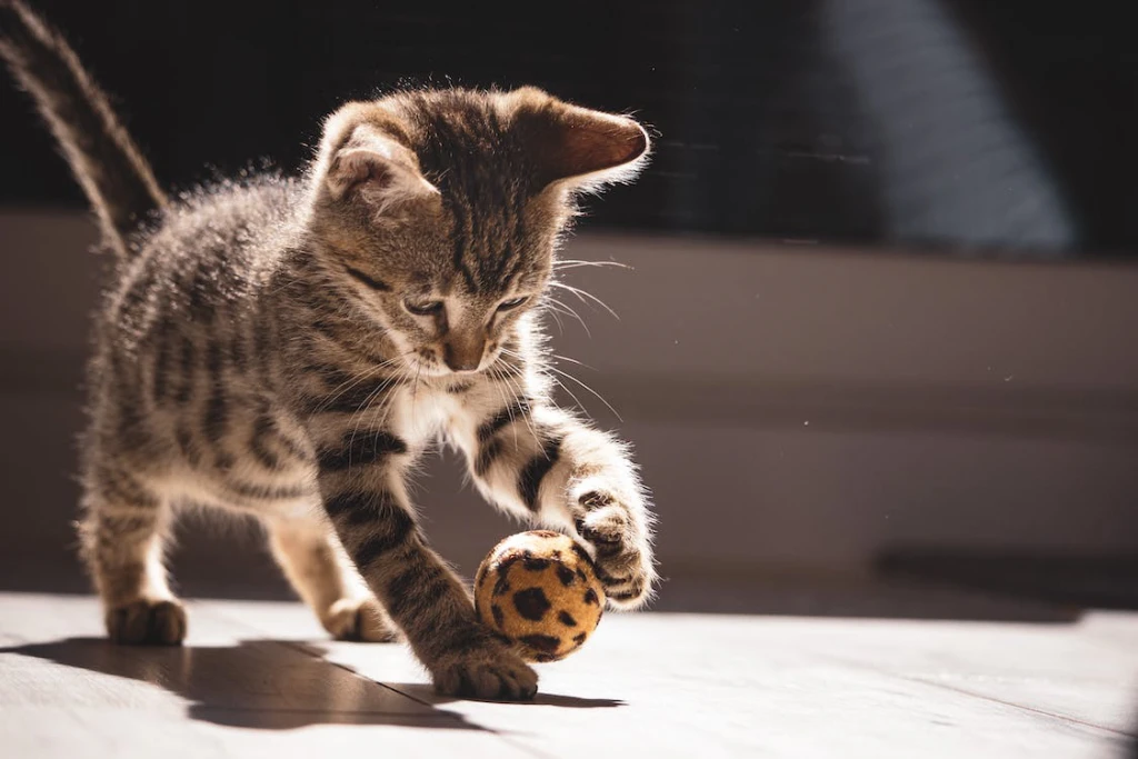 cat playing with small ball
