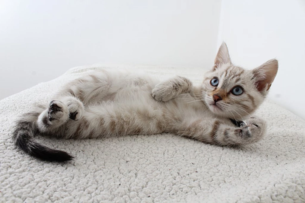Why Do Cats Show Their Belly?