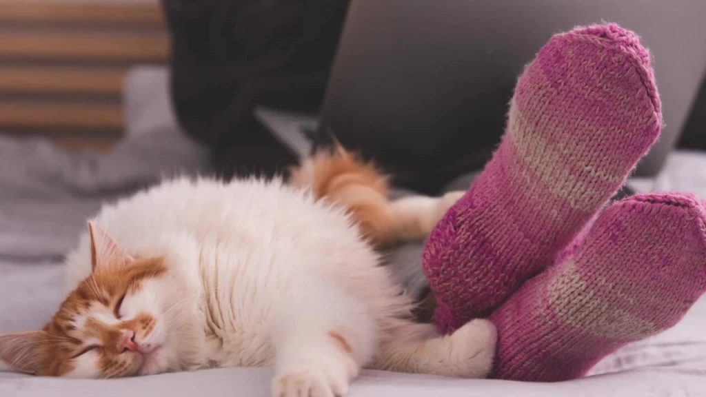 Why Do Cats Sleep At Your Feet?