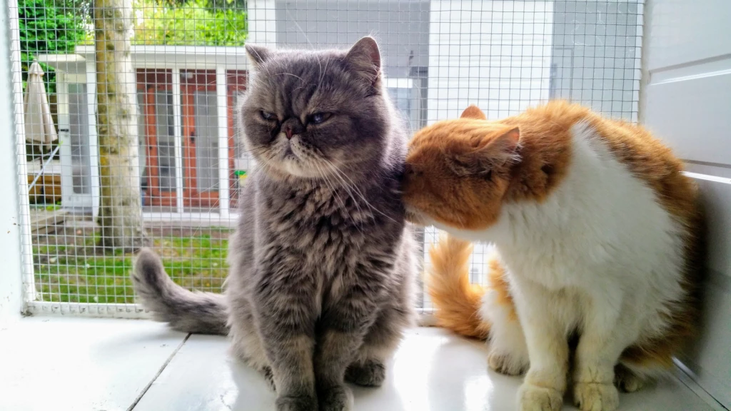 Why Do Cats Smell Each Others Butts?