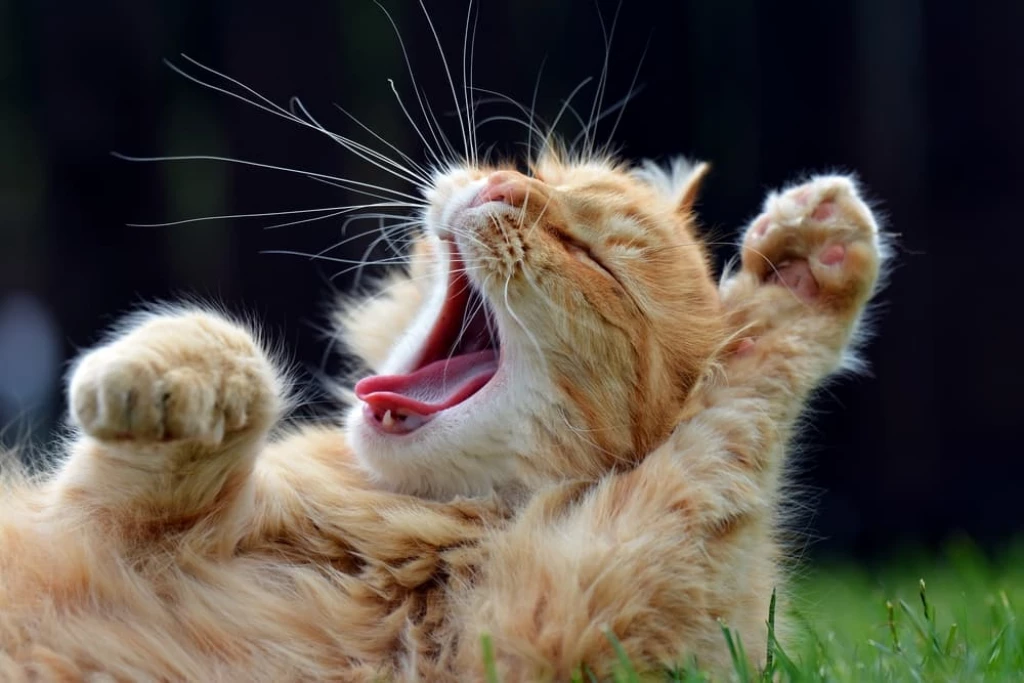 Why Do Cats Yawn?