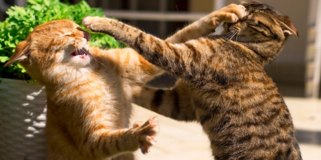 Why Do Cats Slap?
