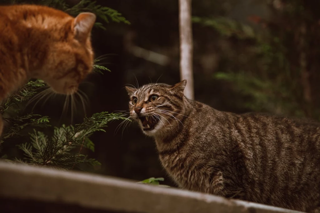 Why Do Mother Cats Attack Their Older Kittens?