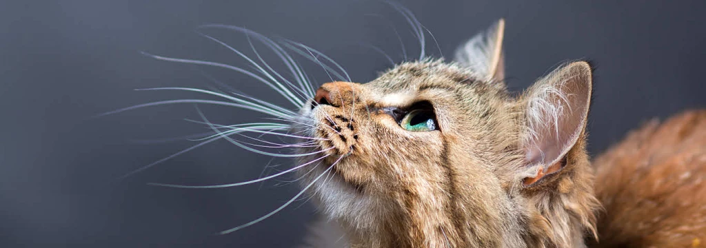 Why Are My Cats Whiskers So Long?