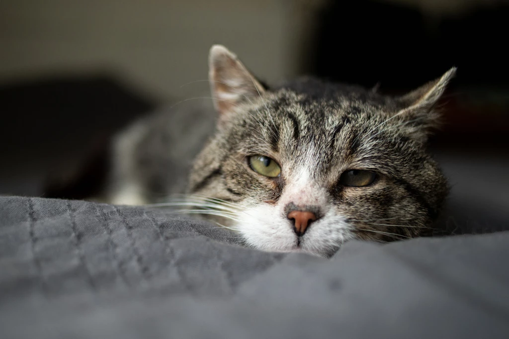 Why Do Cats Purr When They Are Dying?