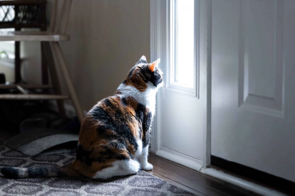 Why Do Cats Hate Closed Doors?