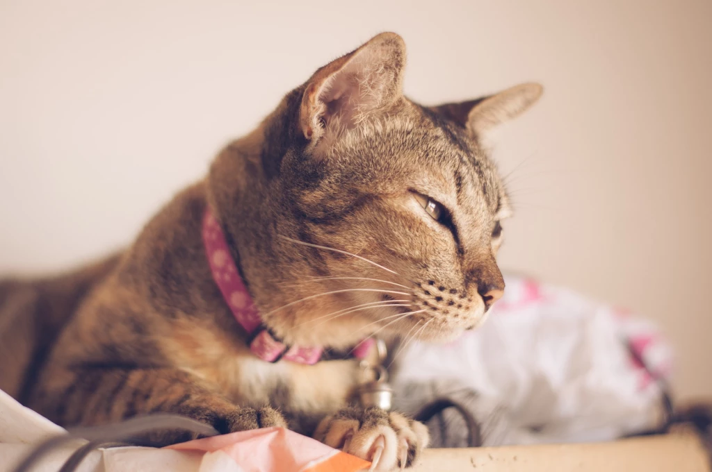 Why Do Cats Twitch In Their Sleep?
