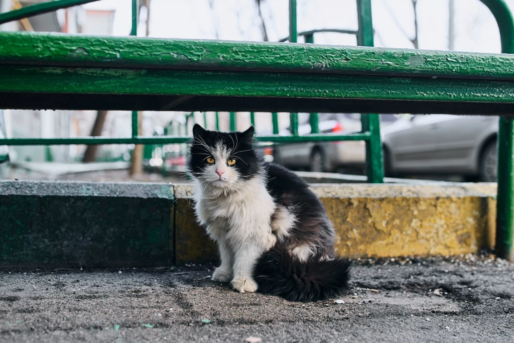 Why Do Stray Cats Rub Against Your Legs?